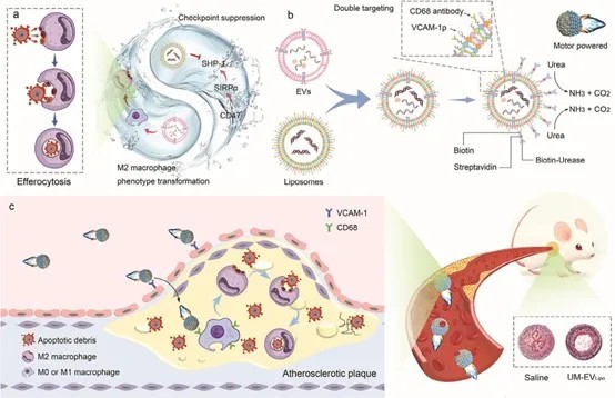 1732501115127084.jpg 4.jpg